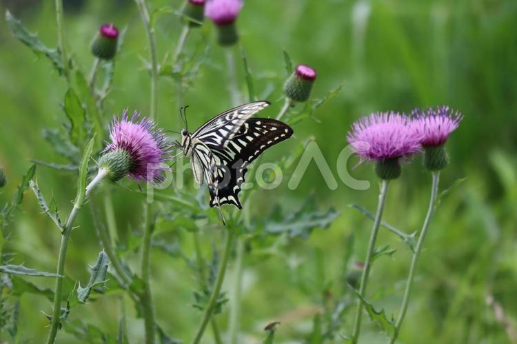 ピンクのアザミの花で吸蜜するナミアゲハ ナミアゲハ,ピンク,アザミの写真素材