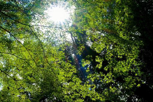 木陰のモミジの写真