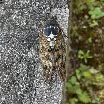 Cicada, JPG
