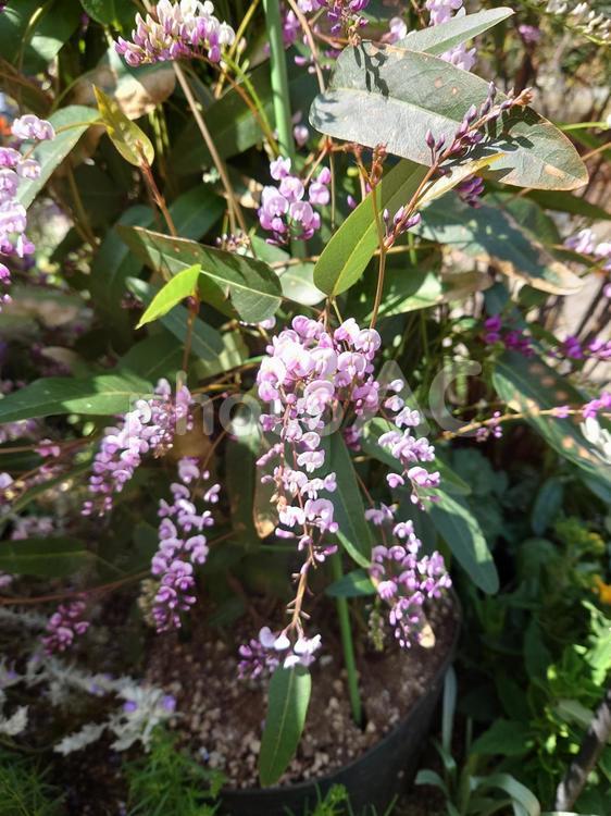 ハーデンベルギア／ヒトツバマメ（花） 縦,葉,植物の写真素材