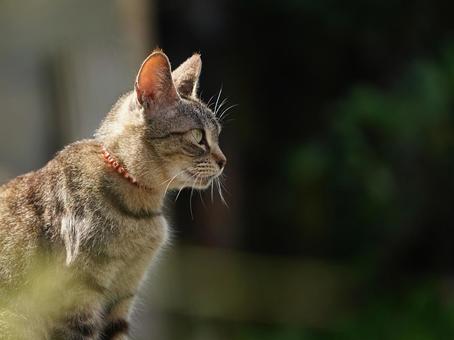 見つめる猫（野良猫） 猫,野良猫,保護猫の写真素材