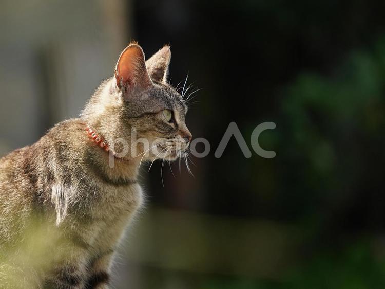 野良猫の顔 猫,野良猫,顔の写真素材