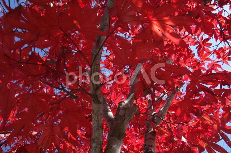 軽井沢の秋の紅葉 背景,壁紙,紅葉の写真素材