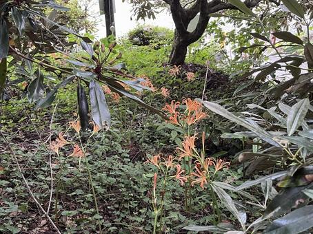 キツネノカミソリ キツネノカミソリの写真
