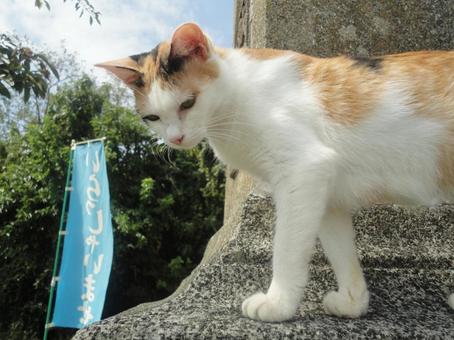石の上に立つ三毛猫 猫,三毛猫,屋外の写真素材