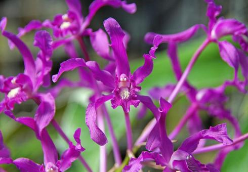 レリア 'シンジュク' レリア,シンジュク,新宿の写真素材