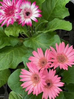 ガーベラ ガーベラ,花,植木の写真素材