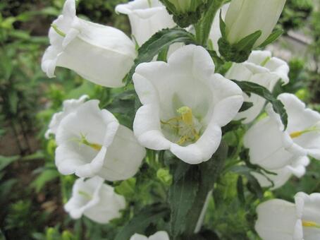 カンパニュラ　咲く風景 草花,カンパニュラ,春夏の写真素材