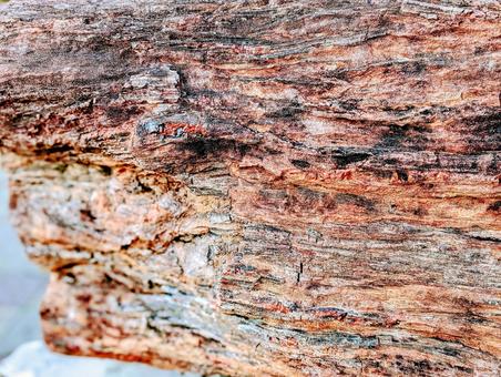 Photo, guihua wood, keikaboku, fossil wood, 