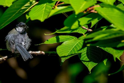 枝にとまるシジュウカラ 枝にとまるシジュウカラの写真