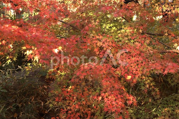 秋模様 秋,赤,オレンジの写真素材