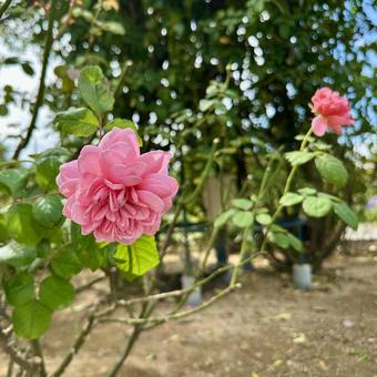 ピンクの薔薇 ピンクの薔薇 はな,ガーデニング,植物の写真素材