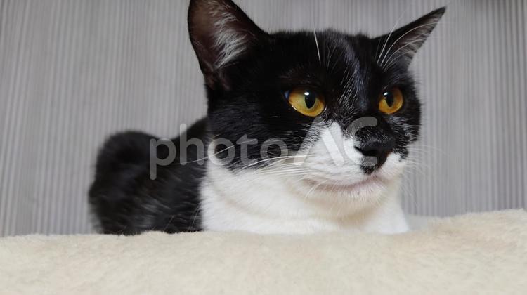 猫　ねこ　ネコ　癒やし　ペット はちわれ,猫,ネコの写真素材