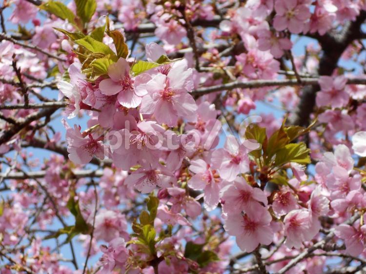 高崎希望の丘で撮った河津桜 カワヅザクラ,ピンク,春の写真素材
