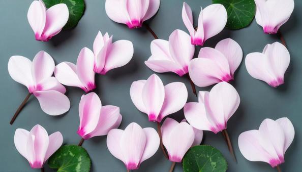 冬の花 シクラメン 冬の花 シクラメンの写真