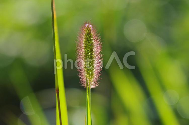 朝日を背にしたエノコログサ エノコログサ,ねこじゃらし,植物の写真素材