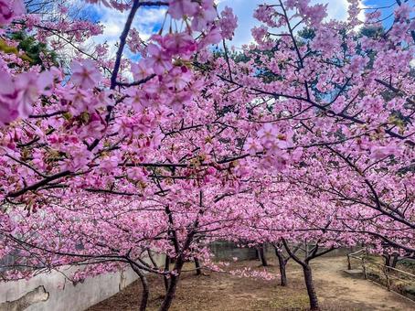 河津桜の写真