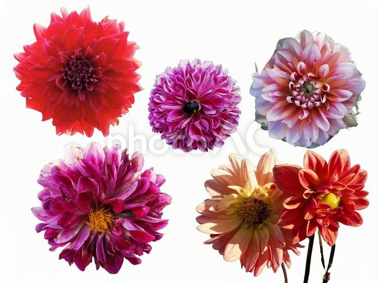 ダリア(切り抜き用) ダリア,切り抜き,花の写真素材