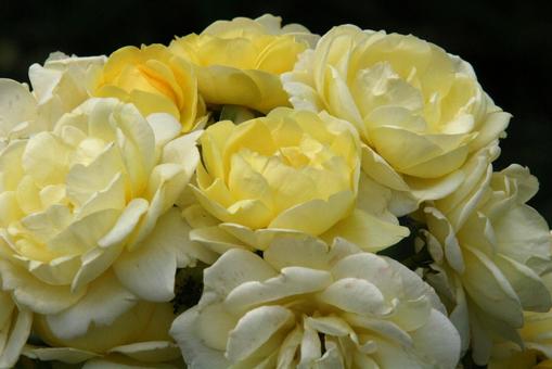 バラ・薔薇 咲く風景 バラ・薔薇 咲く風景の写真