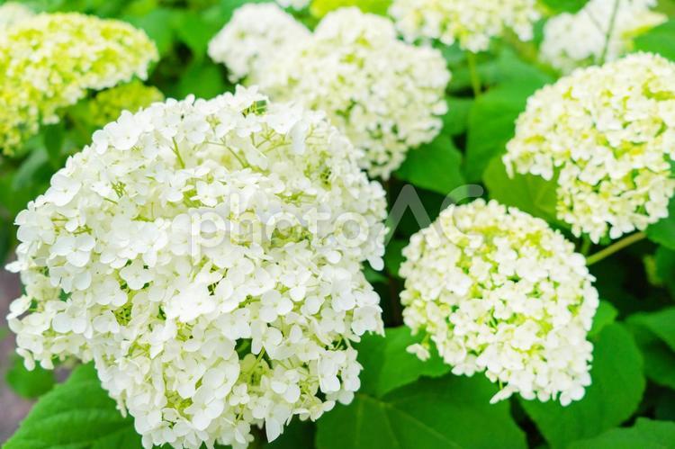 白いアジサイ あじさい,紫陽花,アナベルの写真素材