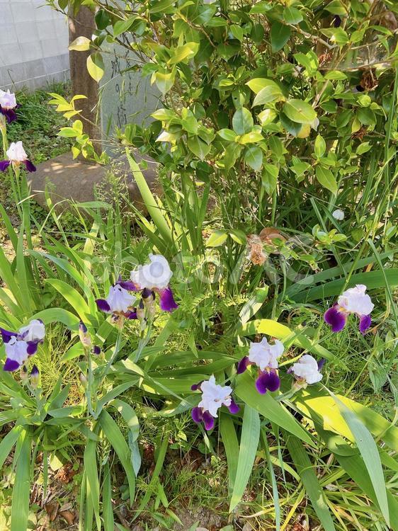 野生のアヤメの花 アヤメ,菖蒲,野生の写真素材