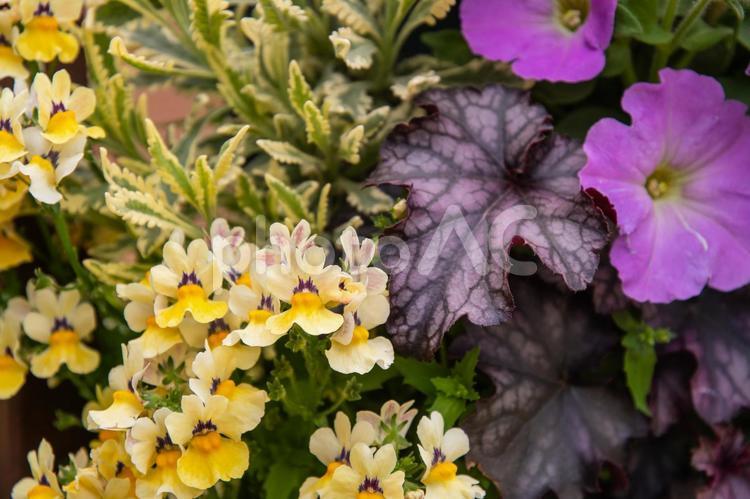 春の寄せ植え　２　オンシジューム オンシジューム,オンシジュウム,ランの写真素材
