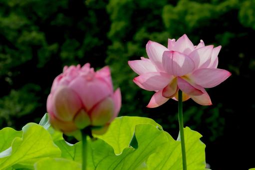 蓮 蓮 蓮,ハス,上野公園の写真素材