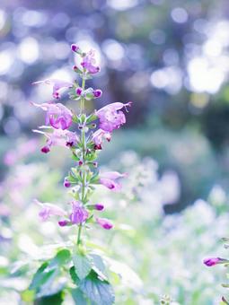 アキギリ アキギリの写真