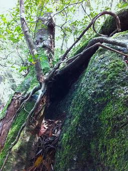 屋久島の森の中05 巨石と木 屋久島の森の中05 巨石と木 巨石,屋久島,屋久杉の写真素材
