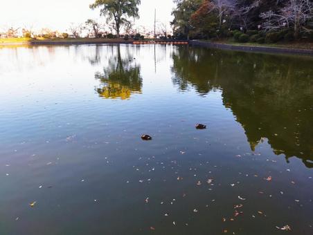 寝る鴨が2羽 鴨,弁天湖,茂原公園の写真素材
