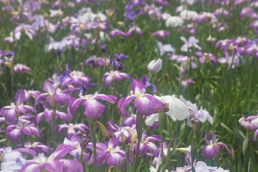 花菖蒲 花菖蒲の写真