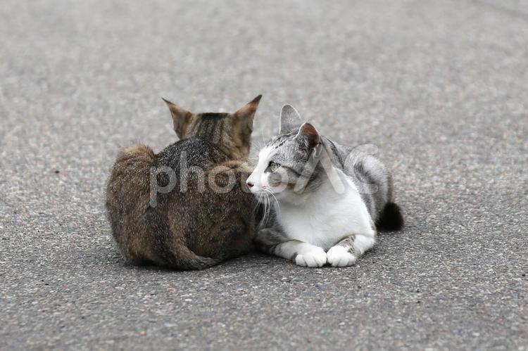 2匹の猫が寄り添う 猫,子猫,2匹の写真素材