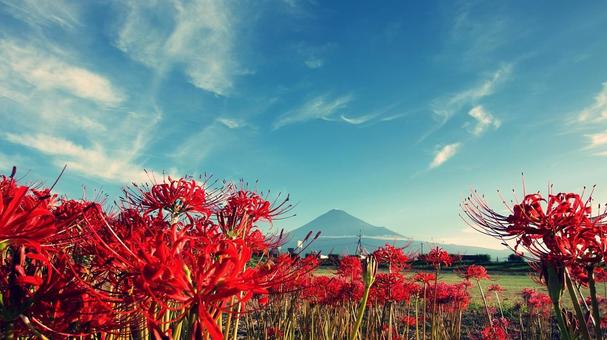 赤い彼岸花と富士山 赤い彼岸花と富士山の写真