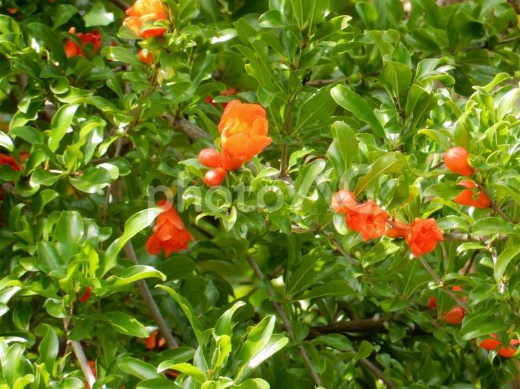 【花の写真】ザクロの花 ザクロ,ざくろ,石榴の写真素材