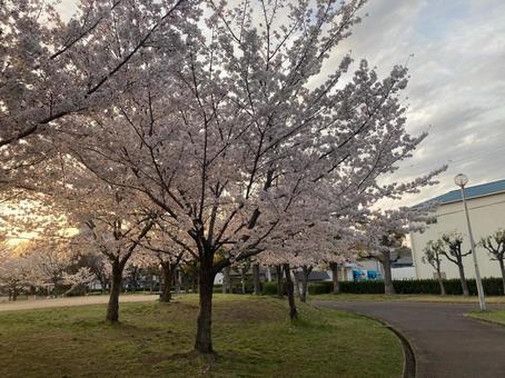 桜の木 桜の木の写真