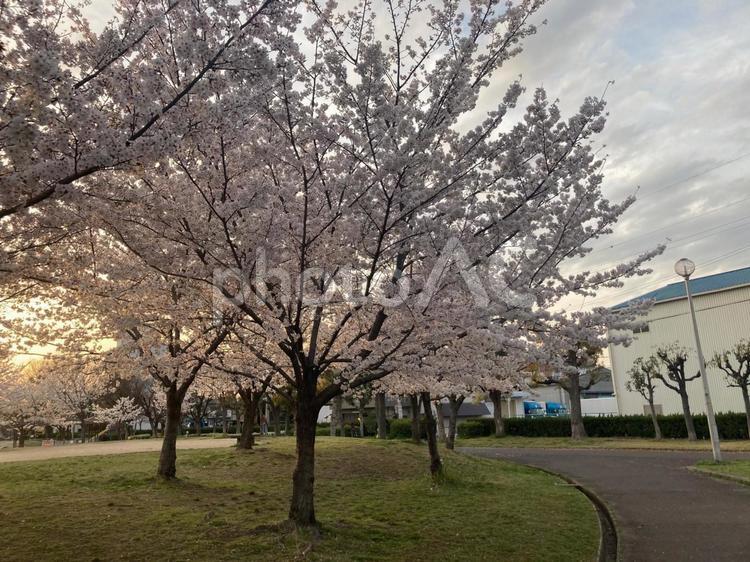 桜の木 木,空,自然の写真素材