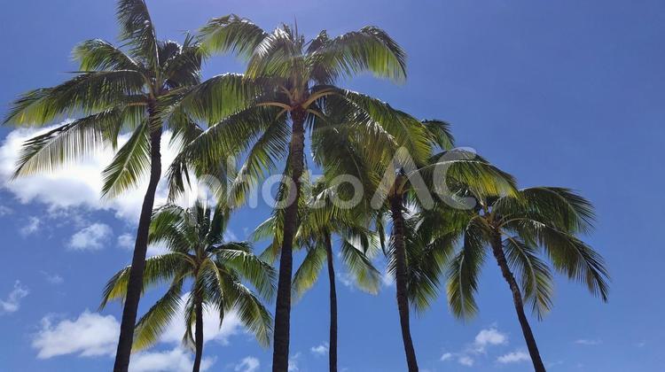 ハワイ　クヒオビーチ　パームツリーと青空 クヒオビーチ,パームツリー,ヤシの木の写真素材