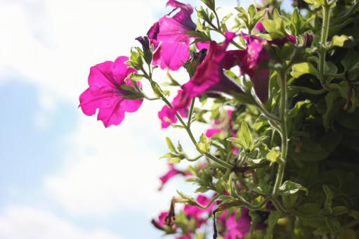 あおりペチュニア あおりペチュニア ペチュニア,花,お花の写真素材