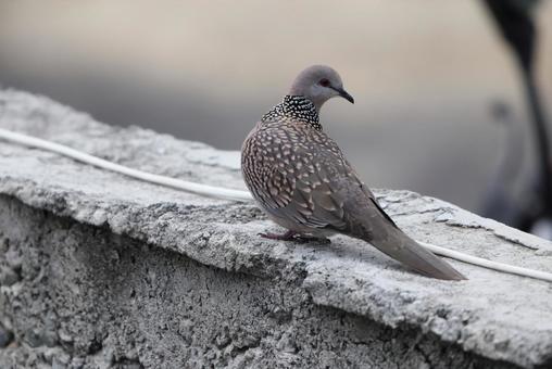 カノコバト カノコバトの写真