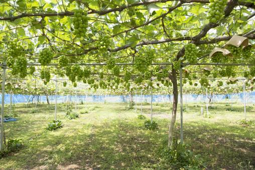 Vineyard Vineyard