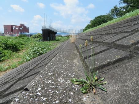 コンクリートの隙間に生えるヘラオオバコ コンクリートの隙間に生えるヘラオオバコ ヘラオオバコ,土手の景色,コンクリートから生える植物の写真素材