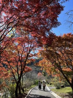 秋に散歩 秋に散歩の写真