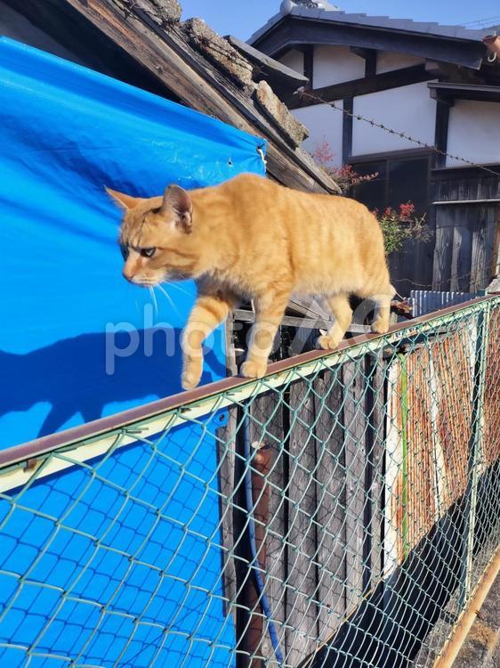 フェンスの上を歩く猫 猫,野良猫,茶トラ猫の写真素材