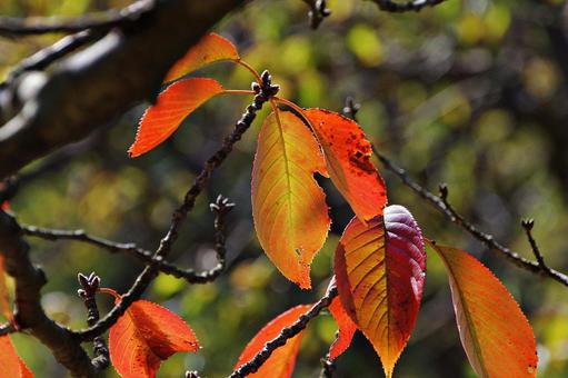秋の始まり サクラの紅葉 秋の始まり サクラの紅葉 紅葉,サクラ,桜の写真素材