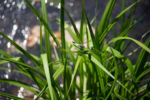 晴れた水辺の草に留まるトンボ トンボ,草,水辺の写真素材