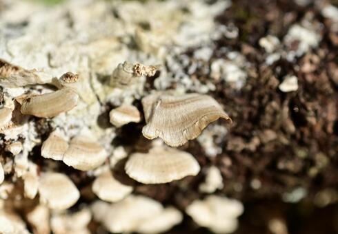 ニクハリダケ 自然,秋,晩秋の写真素材