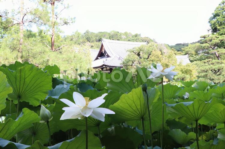 法金剛院　苑池の蓮の花 法金剛院,蓮の花,苑池の写真素材