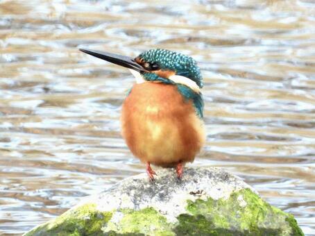 Kingfisher standing on a rock on the river surface, JPG Kingfisher standing on a rock on the river surface, JPG