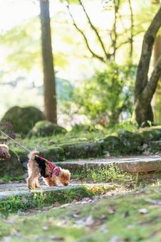 春の公園で散歩するトイプードル 春の公園で散歩するトイプードルの写真