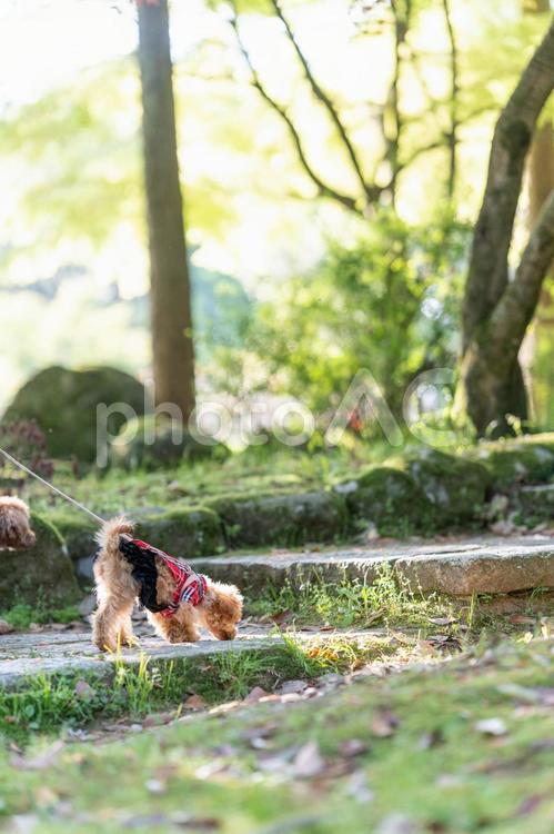 春の公園で散歩するトイプードル トイプードル,トイプー,パピーの写真素材